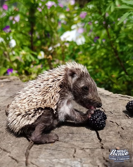 🦔 А вы знали, что ёжики очень любят тютину?..