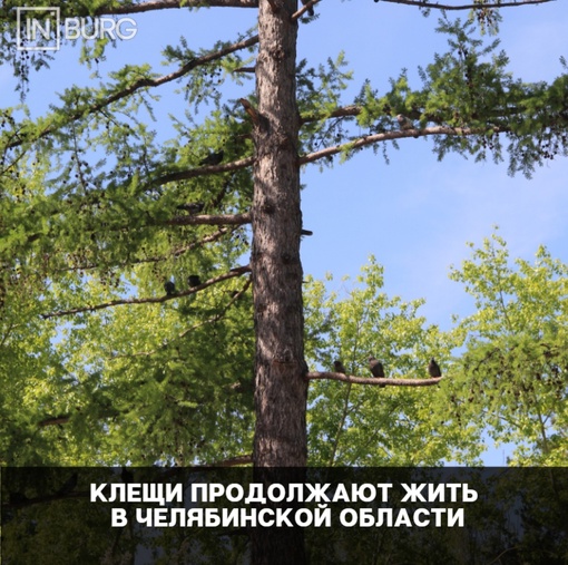 В региональном роспотребнадзоре рассказывают, что в Челябинской области 5931 человек были укушены..