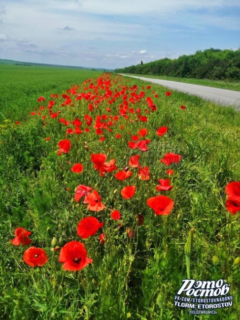 Маки в районе хутора Мартыновка..