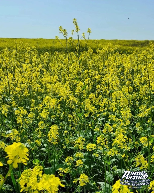 🌼Рапсовые реки в полях Ростовской..