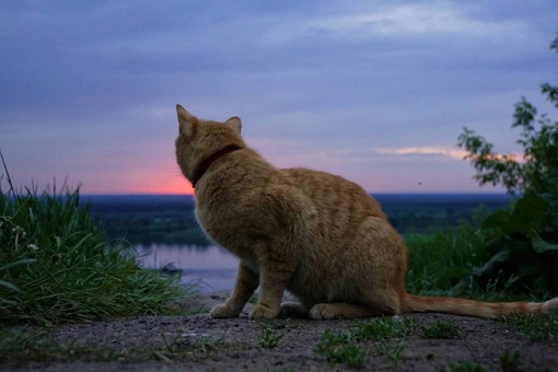 😻 Главный дежурный по рассветам 
Фотограф: Елена Сигалёва  ..