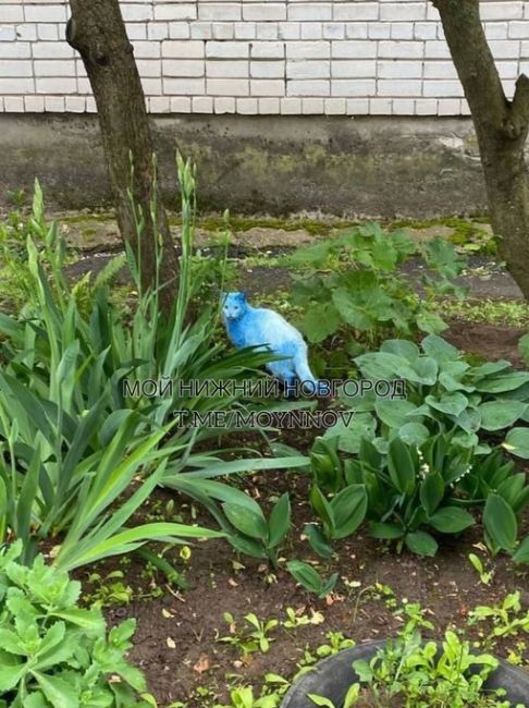 🗣️ Вот такого синего котика заметили в районе ЖК..