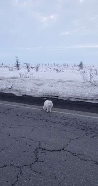 На трассе в Норильске сняли песца 🥰  Местный житель покормил его прямо на дороге.  Автор видео снял, как..