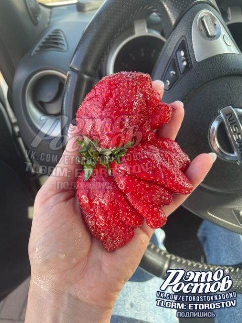 Вот это ягодку купили на прилавке в Ростове 😱🍓 Точно без..