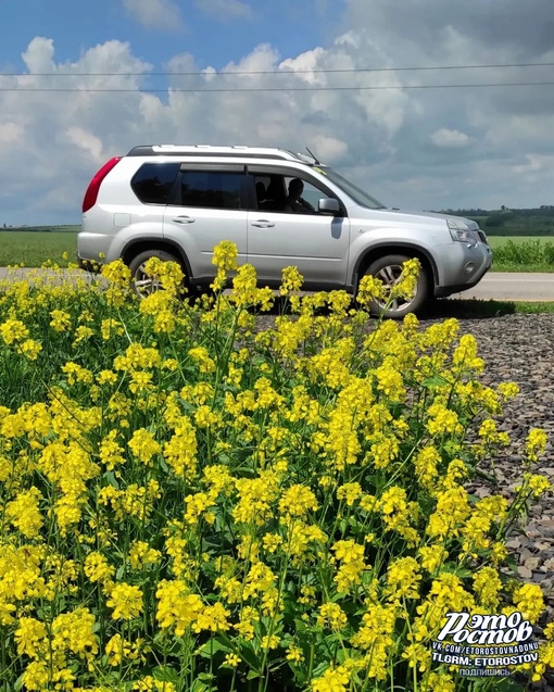 🌼Рапсовые реки в полях Ростовской..