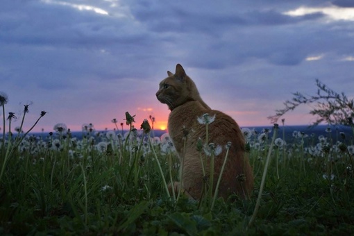 😻 Главный дежурный по рассветам 
Фотограф: Елена Сигалёва  ..