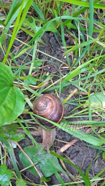 🐌 После дождей на улицы Ростова повылазили..