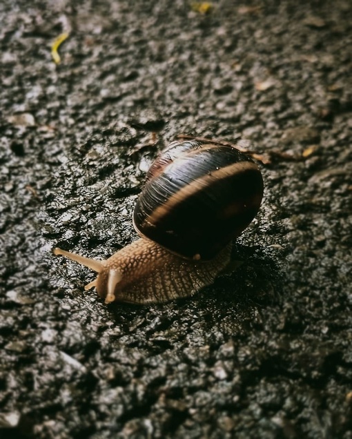 🐌 После дождей на улицы Ростова повылазили..