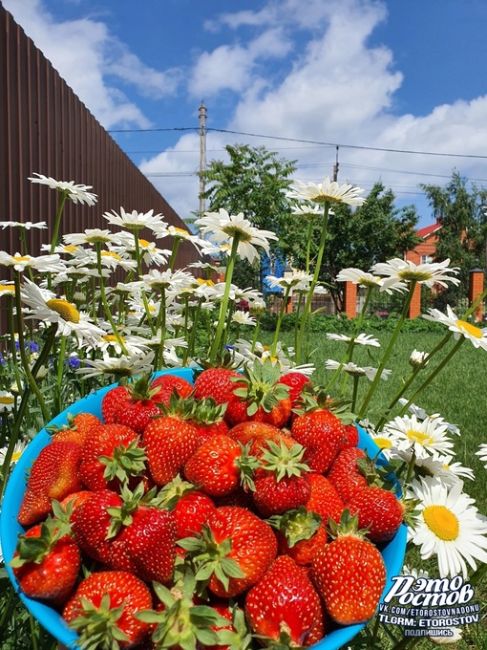 🍓А вот и ростовская клубника! Сладкая,..