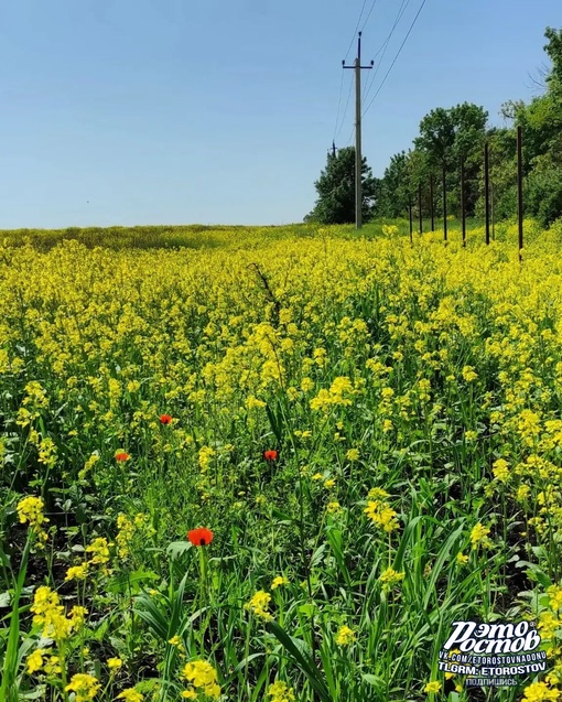 🌼Рапсовые реки в полях Ростовской..