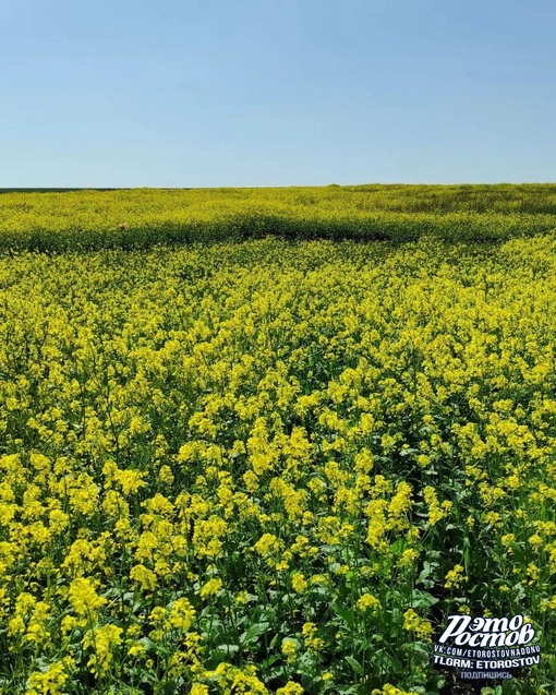 🌼Рапсовые реки в полях Ростовской..