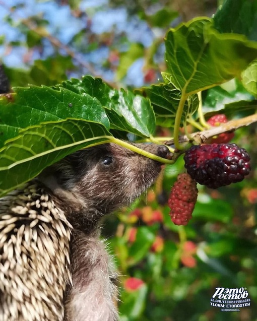 🦔 А вы знали, что ёжики очень любят тютину?..