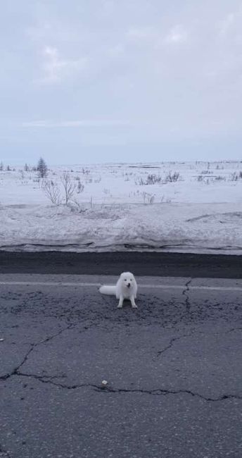 На трассе в Норильске сняли песца 🥰  Местный житель покормил его прямо на дороге.  Автор видео снял, как..