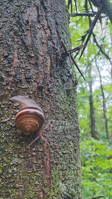 🐌 После дождей на улицы Ростова повылазили..