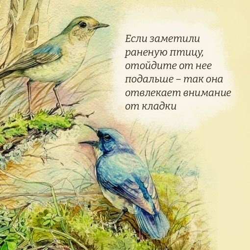 🕊С апреля по июль у птиц происходит выводково-гнездовой период. Врагом для пернатых в это время может..