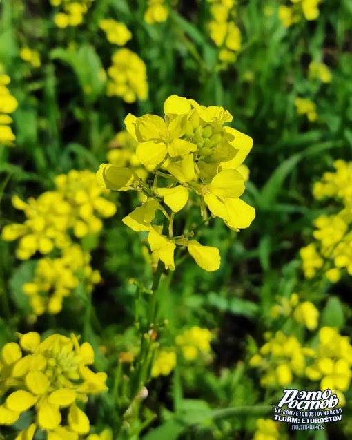 🌼Рапсовые реки в полях Ростовской..