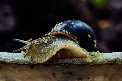 🐌 После дождей на улицы Ростова повылазили..