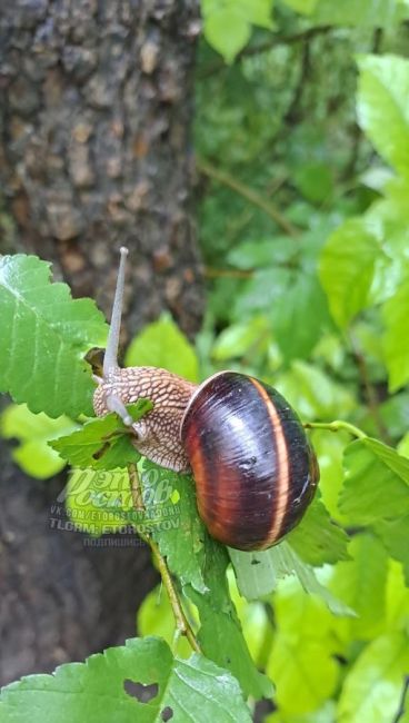 🐌 После дождей на улицы Ростова повылазили..