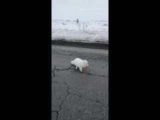 На трассе в Норильске сняли песца 🥰  Местный житель покормил его прямо на дороге.  Автор видео снял, как..