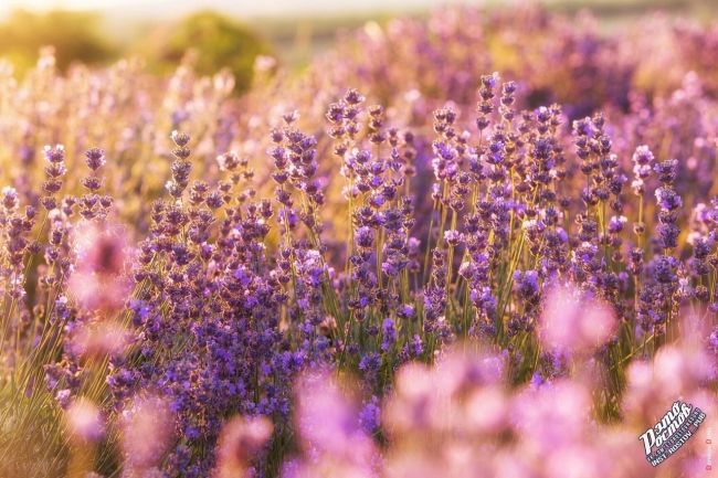 Лавандовое поле в районе хутора Старозолотовский 💜
Наш маленький Прованс..