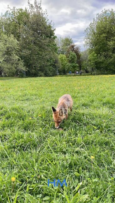 🦊 Вот такая лисичка гуляет в парке..