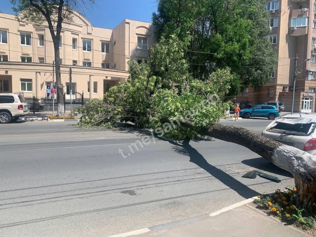 В Самаре рухнувший огромный карагач перекрыл улицу Красноармейскую напротив прокуратуры  Не обошлось без..