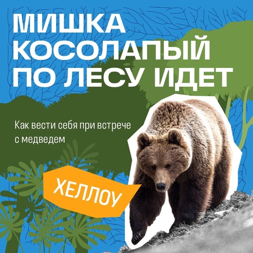 🐻 До недавнего времени в Татарстане своих медведей не было – если и забредали, то из соседних Кировской..