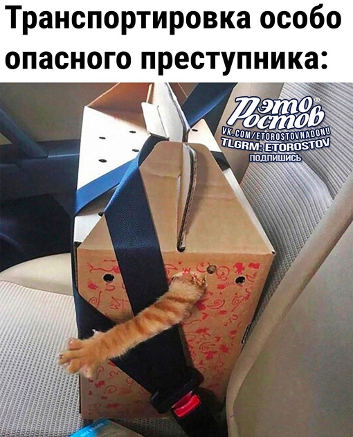 Одной лапой уже на свободе..