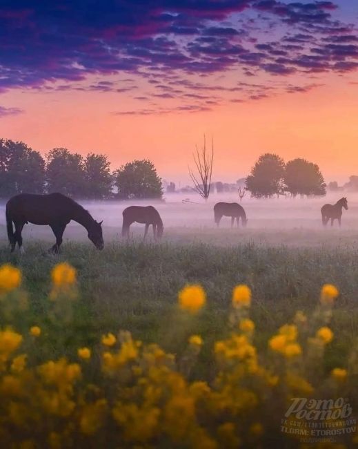 Дикие лошади на острове Водный, озеро Маныч-Гудило 🧡🐴  На сегодняшний день на острове обитают около 300..