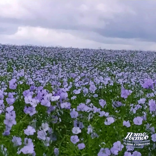 💙 Льняное море на просторах..