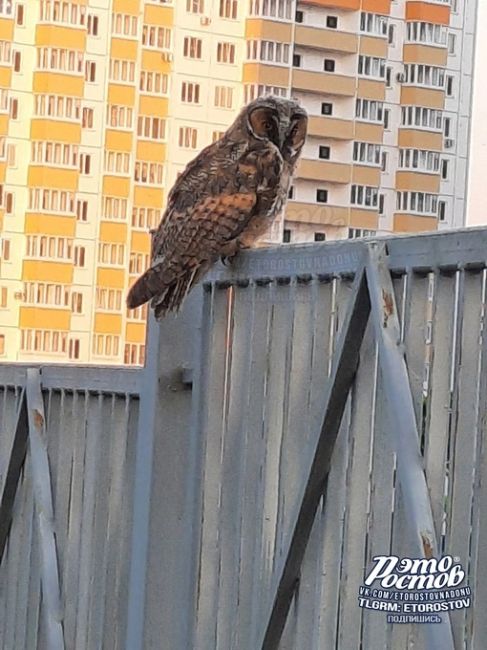 🦉Ростовская..