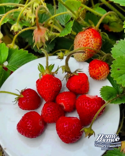 🍓 Вкусное ростовское..