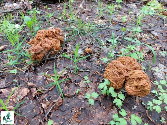 ☢ 🍄🌳  А вот и те самые огромные грибочки, которые растут вокруг семеновского радиоактивного..