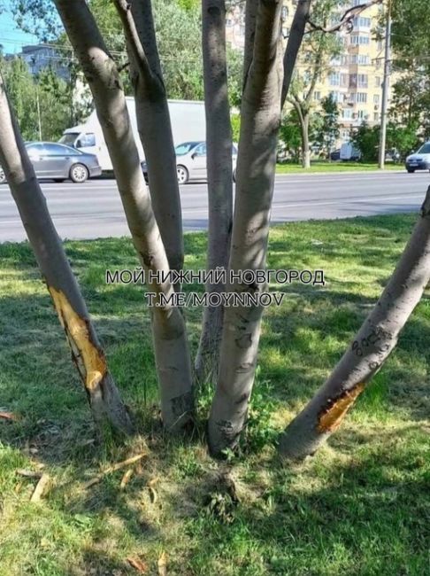 На проспекте Гагарина кто-то целеноправленно уничтожает деревья  На протяжении примерно 500 м неизвестные..