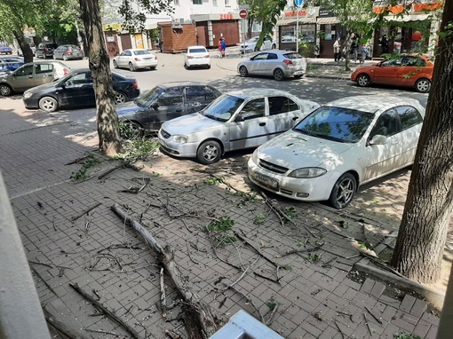 На Погодина уже месяц власти Ростова-на-Дону никак не могут ликвидировать трухлявое дерево. Наши подписчики..