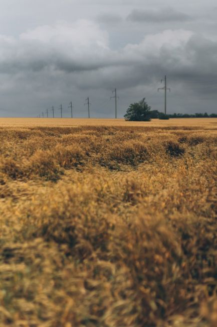 🌾 Золотистые поля Ростовской области перед грозой 🌩  Фото: Артём..