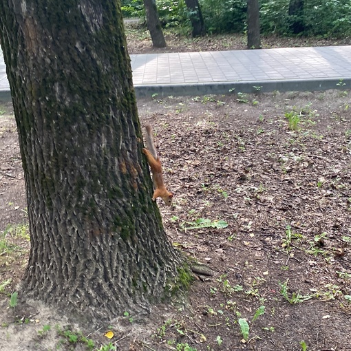 Замечена первая белка в Ленинском районе, парк «Дубки» 🐿️ 
Приходите кормить..