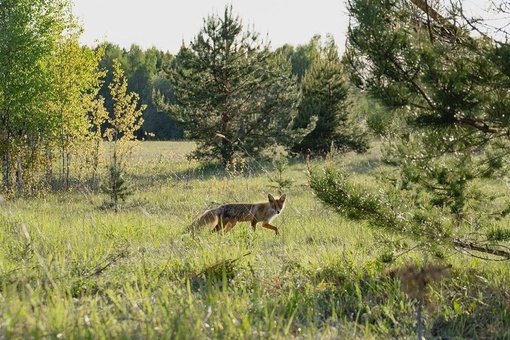 В Нижне-Свирском заповеднике в Ленинградской области живет лисичка с лисятами. 
Малышам уже около месяца, и..