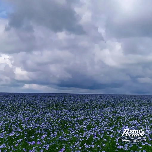 💙 Льняное море на просторах..