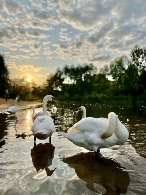 🦢Начнем этот день с прекрасных лебедей в парке Митино.  Фото: Наталья..