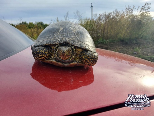 🐢 «Встреча с черепахой в окрестностях Ростова. Ползла по дороге, хорошо, что я её заметил», - поделился..