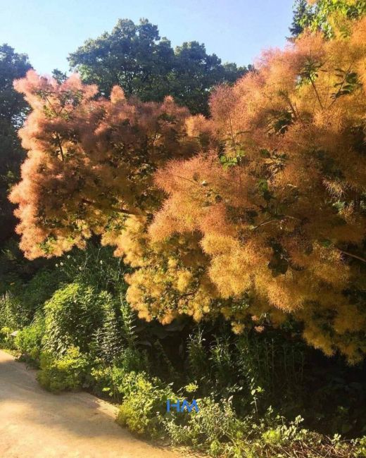 🌳 Дымное дерево расцвело в Аптекарском огороде 
Отмечается, что полюбоваться на уникальное зрелище у..