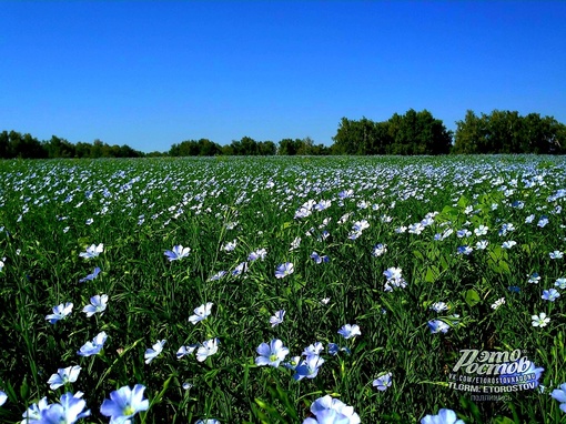 💙Льняное море в Ростовской..