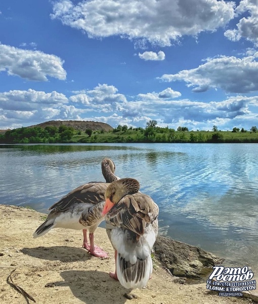 🦆🦢🐦 Южный парк птиц Малинки - является крупнейшим парком птиц на Юге России, и входит в пятерку самых..