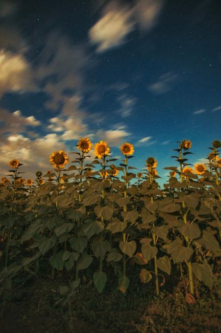 🌻 Подсолнухи под светом Луны. Окрестности Азова  Фото: Артём..