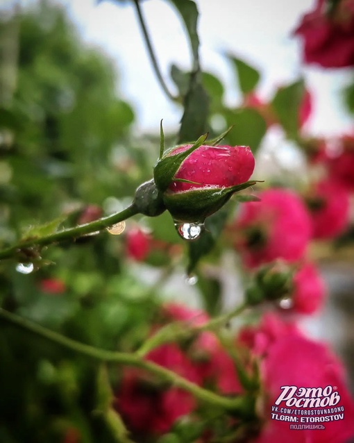 ☔ Дождливая весна выдалась в этом..