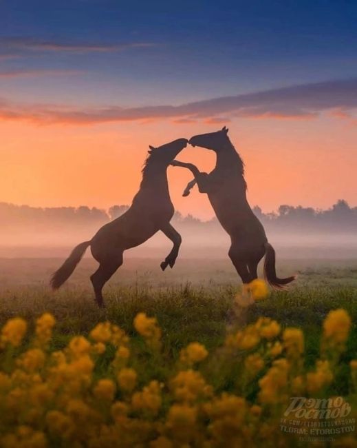 Дикие лошади на острове Водный, озеро Маныч-Гудило 🧡🐴  На сегодняшний день на острове обитают около 300..