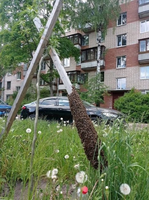 🐝 Во дворе на улице Генерала Хазова поселился рой..