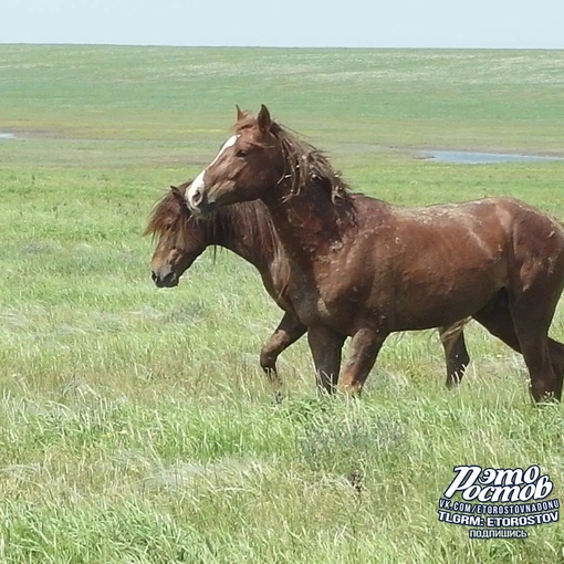 🐎Обитатели Ростовского..