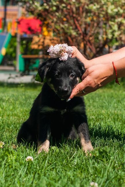 Отличные щенки в добрые руки 🌸 
Возраст 2 месяца, девочки. 
Обработаны и вакцинированы первично (вторая..